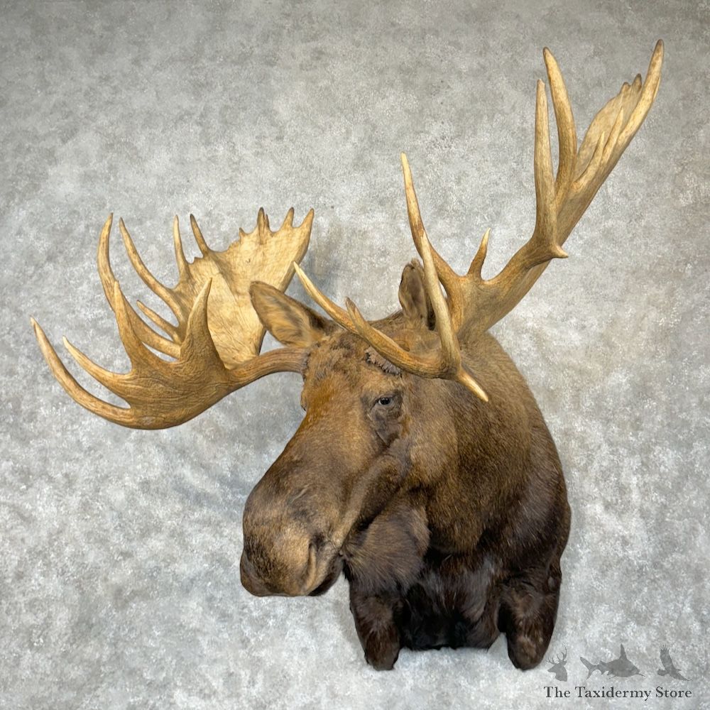 Alaskan Yukon Moose Head Shoulder Mount For Sale #29847 @ The Taxidermy Store