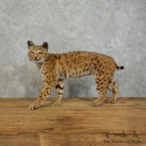 Bobcat Life-Size Mount For Sale #17539 @ The Taxidermy Store