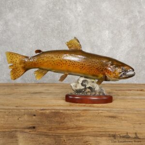 Brown Trout Fish Mount For Sale #20616 @ The Taxidermy Store