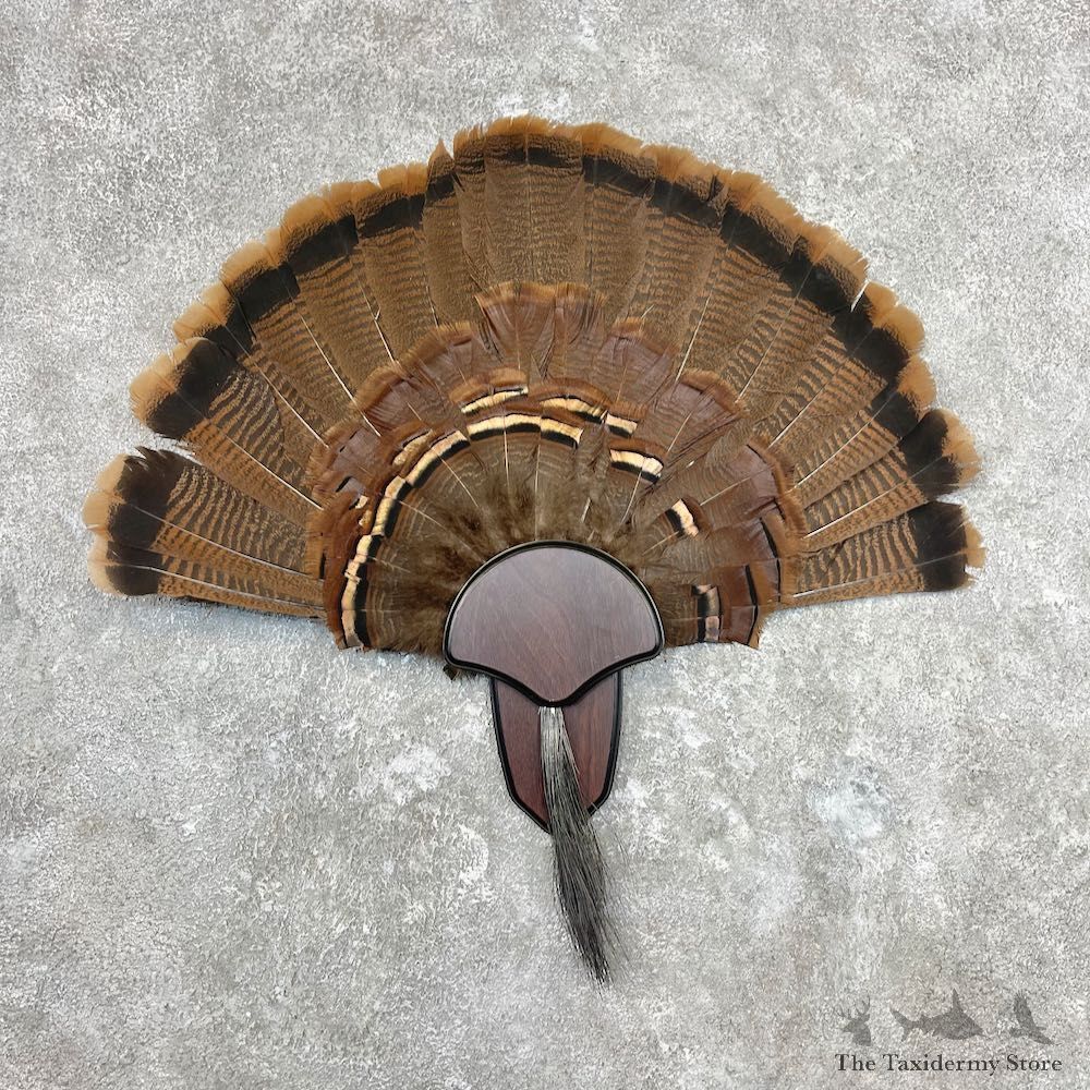 Eastern Wild Turkey Fan For Sale #26906 @ The Taxidermy Store