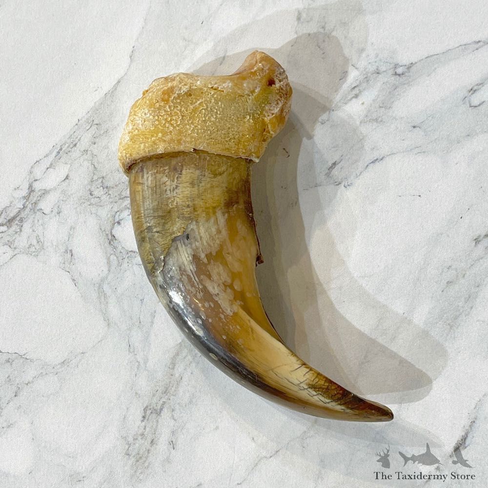 Grizzly Bear Claw For Sale #24876 - The Taxidermy Store