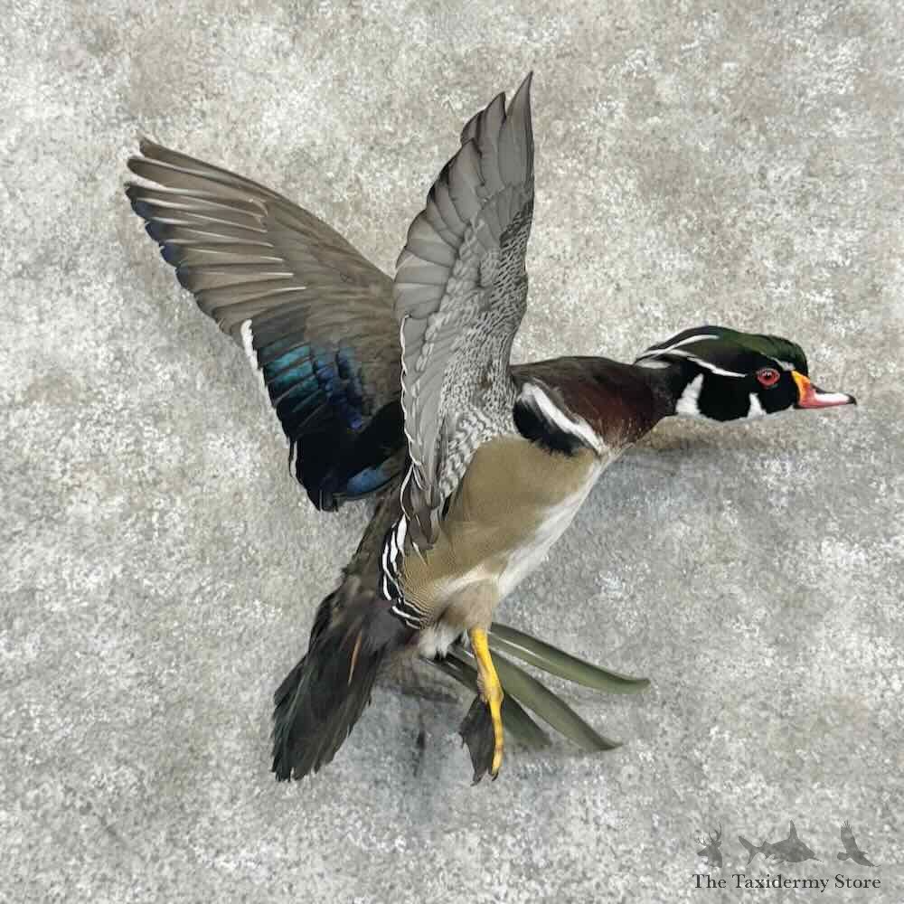 Wood Duck Bird Mount For Sale #30847 @ The Taxidermy Store