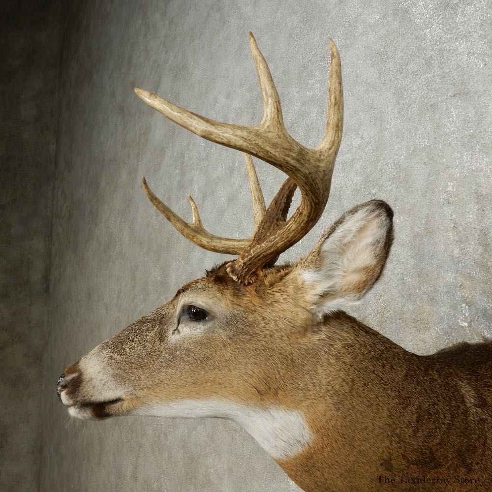 Whitetail Deer Shoulder Mount For Sale #15878 @ The Taxidermy Store