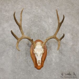 Mule Deer Skull Antler European Mount For Sale #20155 @ The Taxidermy Store