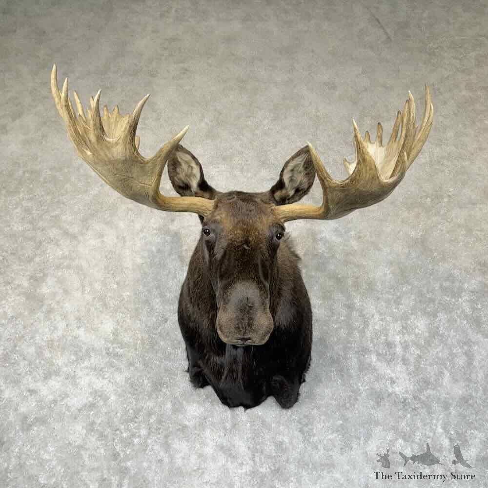 Shiras Moose Shoulder Mount For Sale #30329 @ The Taxidermy Store