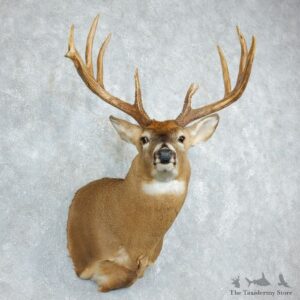 Whitetail Deer Shoulder Taxidermy Mount For Sale