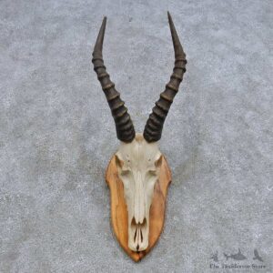 Blesbok Skull & Horn European Mount For Sale #14627 @ The Taxidermy Store