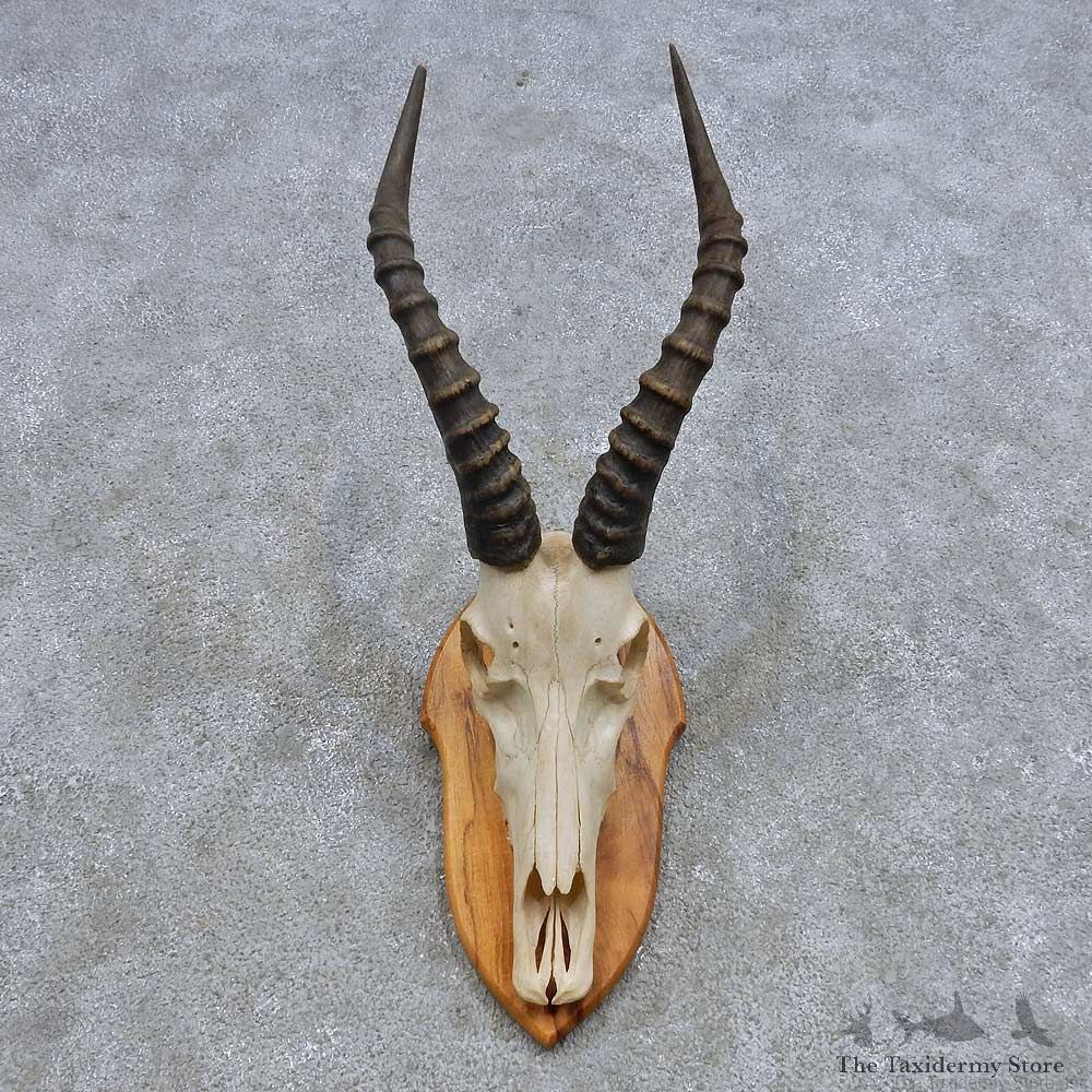 Blesbok Skull & Horn European Mount For Sale #14627 @ The Taxidermy Store