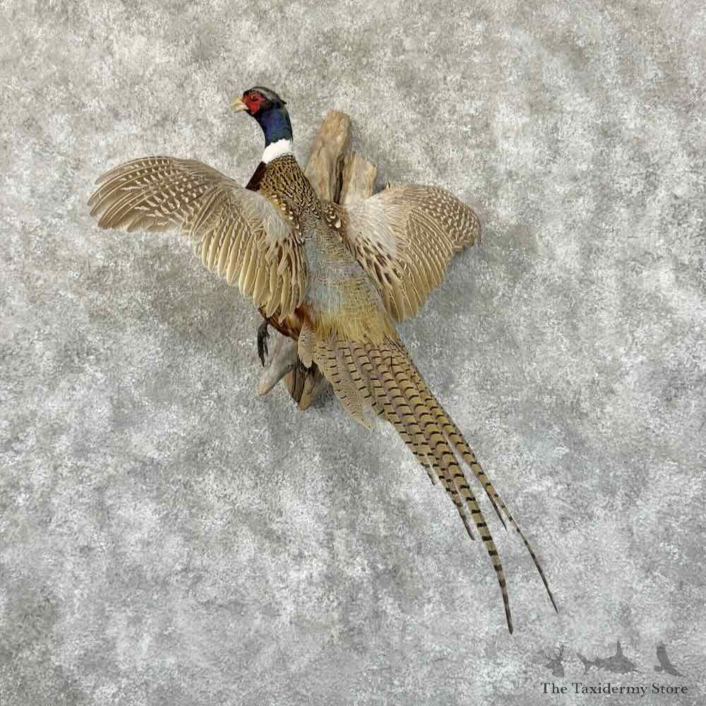 Ringneck Pheasant Bird Mount For Sale #30927 @ The Taxidermy Store