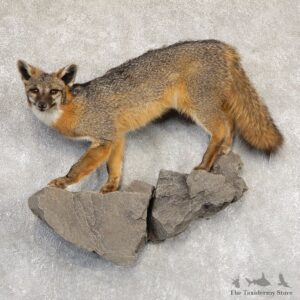 Grey Fox Life-Size Mount For Sale #18912 @ The Taxidermy Store