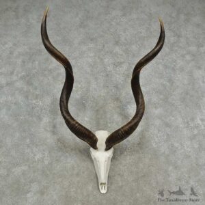 Kudu Skull & Horn European Mount For Sale #16960 @ The Taxidermy Store