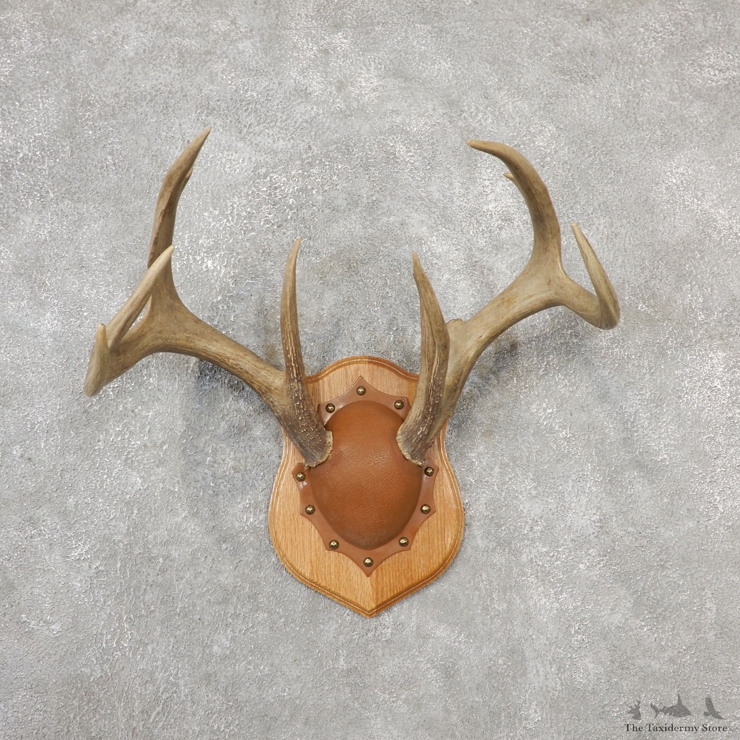 Whitetail Deer Antler Plaque Mount For Sale #19131 @ The Taxidermy Store