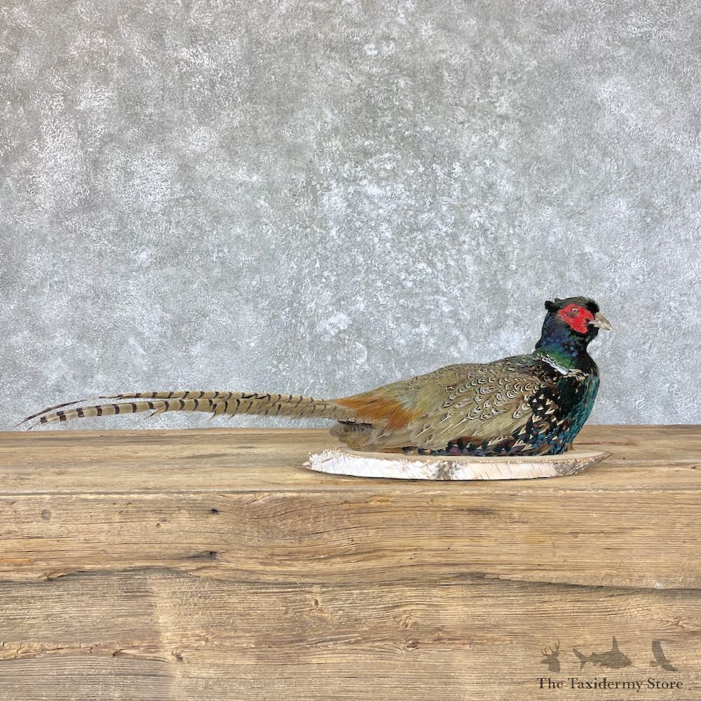 Black Pheasant Bird Mount For Sale #26665 @ The Taxidermy Store