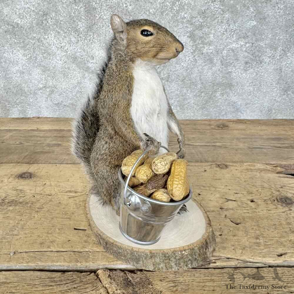 Grey Squirrel Novelty Mount For Sale #30590 @ The Taxidermy Store