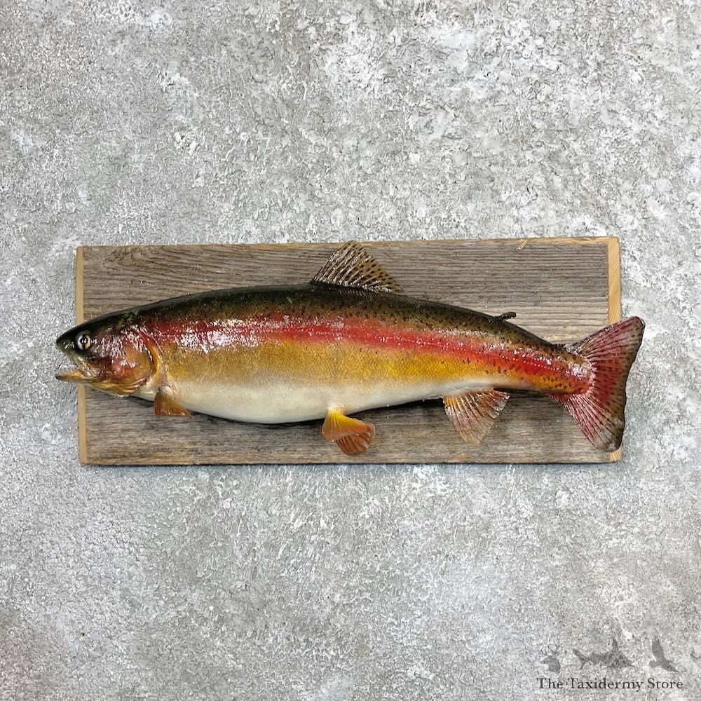 Rainbow Trout Fish Mount For Sale #27455 @ The Taxidermy Store