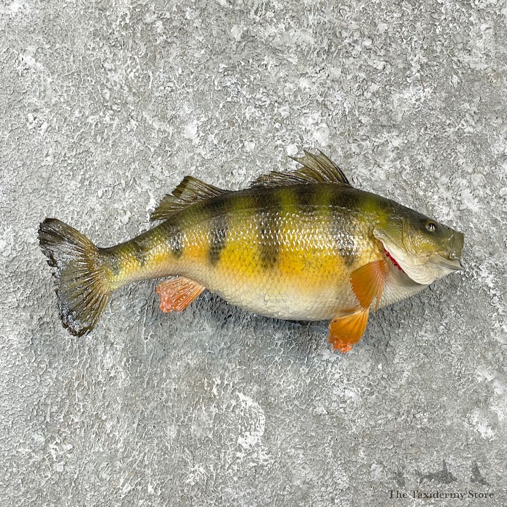 Yellow Perch Fish Mount For Sale #26150 @ The Taxidermy Store