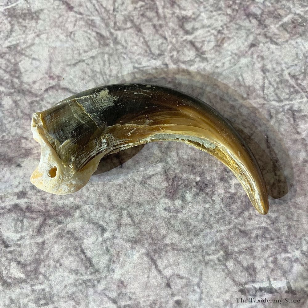 Grizzly Bear Claw For Sale #21873 - The Taxidermy Store
