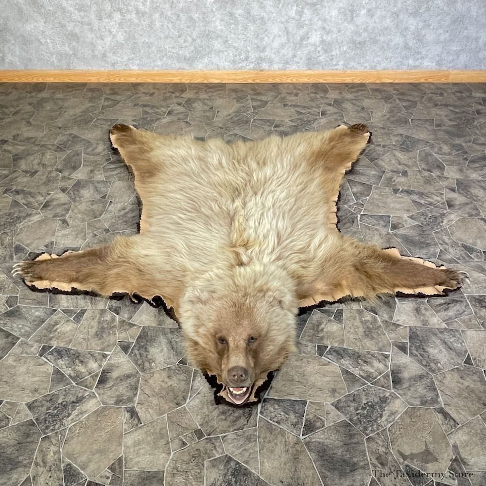 Toklat Grizzly Bear Taxidermy Rug Mount For Sale #25586 @ The Taxidermy Store