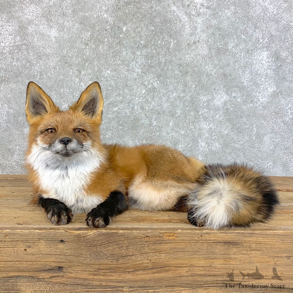 Red Fox Life-Size Mount For Sale #22827 @ The Taxidermy Store