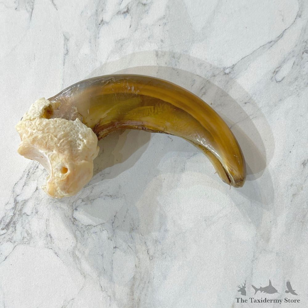 Grizzly Bear Claw For Sale #24864 - The Taxidermy Store
