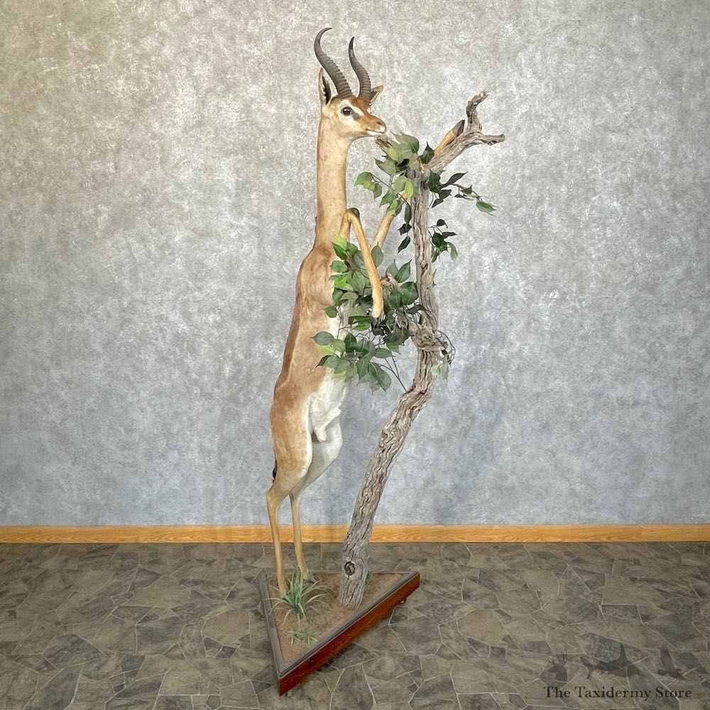 African Gerenuk Taxidermy Life-Size Mount #24272 - The Taxidermy Store