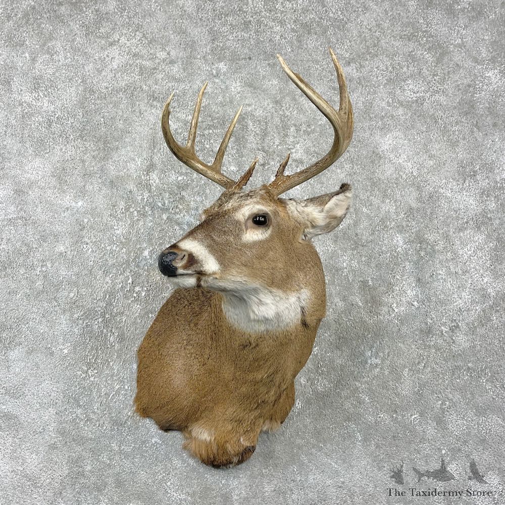 Whitetail Deer Shoulder Mount For Sale #25989 @ The Taxidermy Store