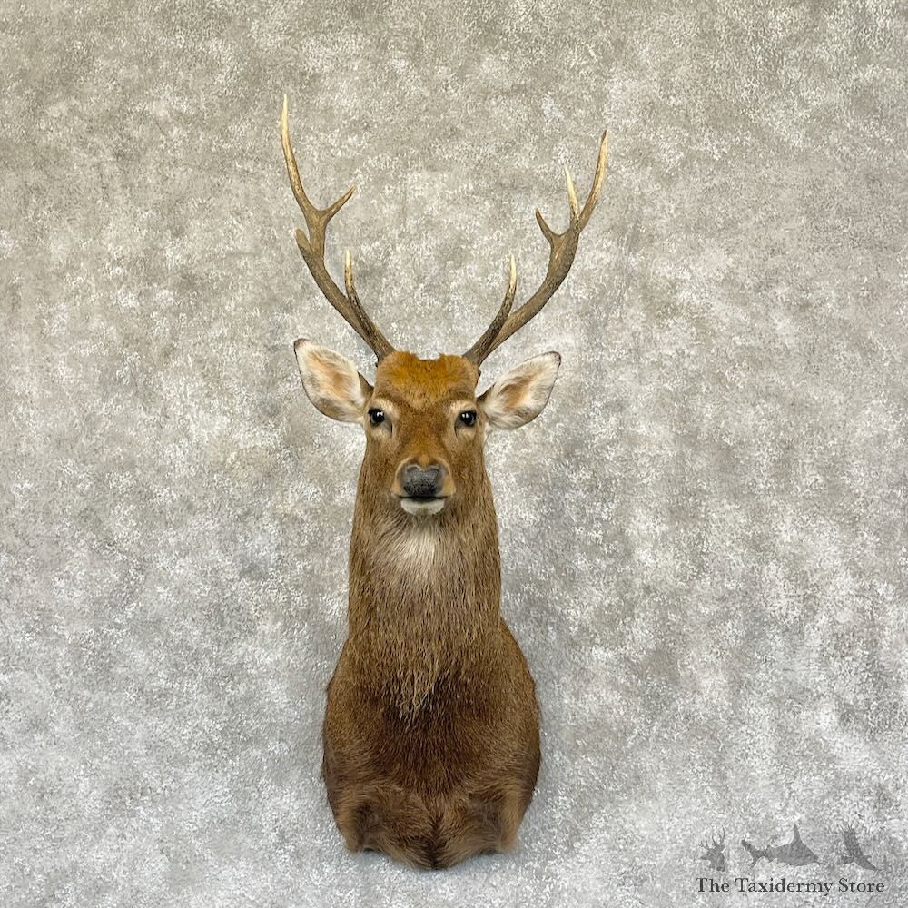 Sika Deer Shoulder Mount For Sale #28273 @ The Taxidermy Store