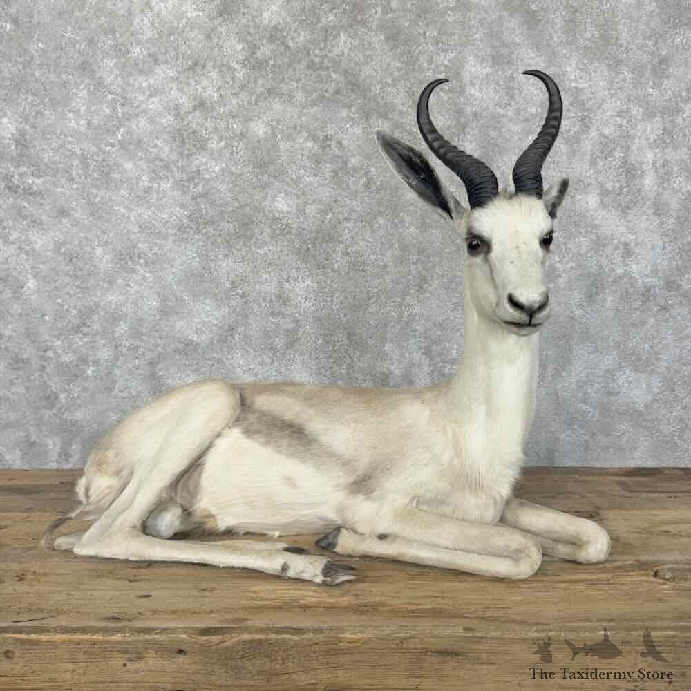 White Springbok Life Size Mount For Sale #31839 @ The Taxidermy Store