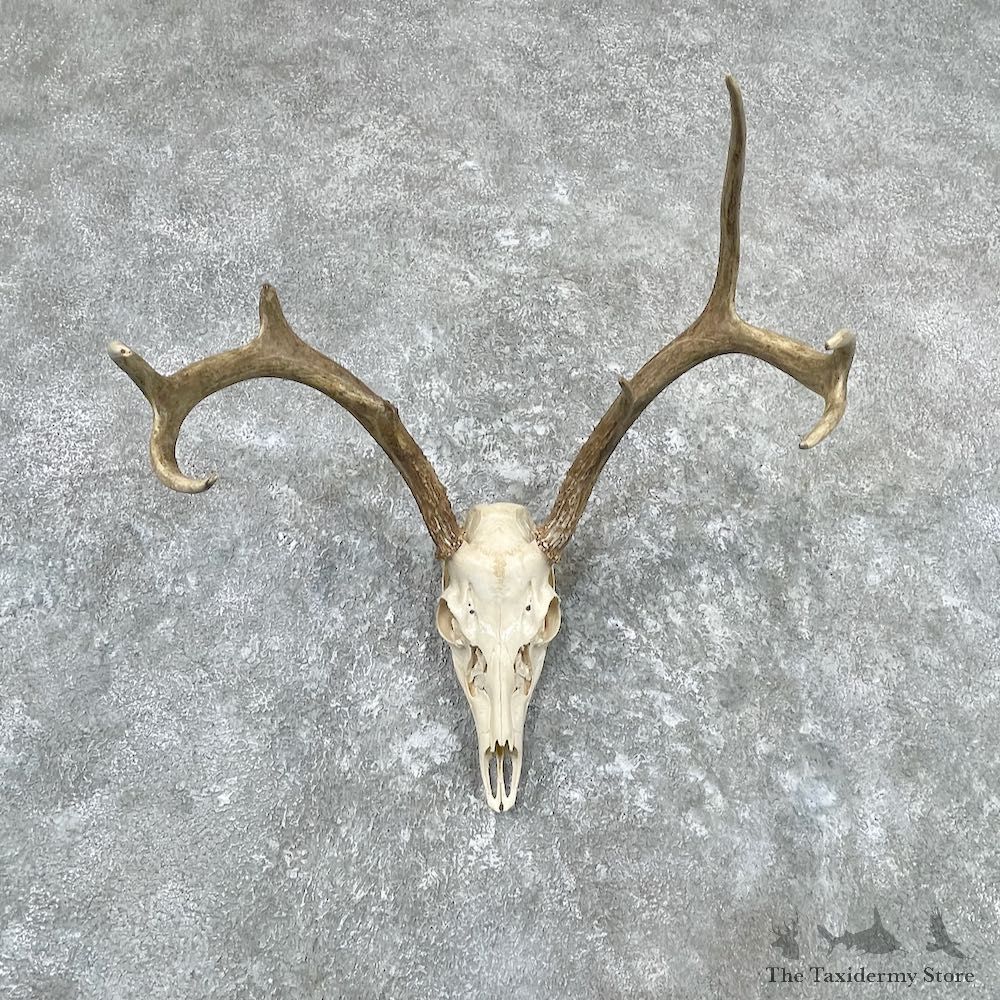 Whitetail Deer Skull European Mount For Sale #26988 @ The Taxidermy Store