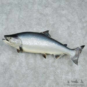 Chinook Taxidermy Fish Mount M1 #12834 For Sale @ The Taxidermy Store