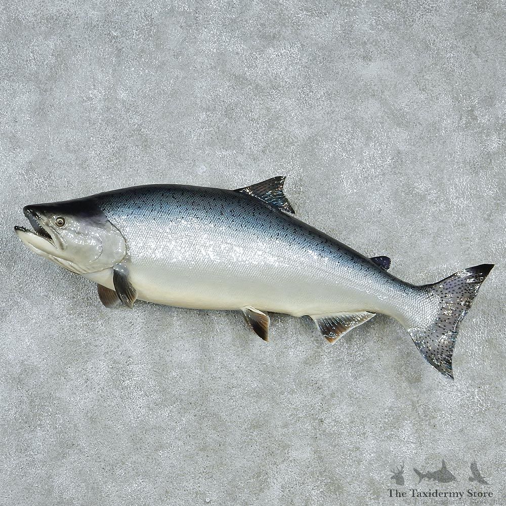Chinook Taxidermy Fish Mount M1 #12834 For Sale @ The Taxidermy Store