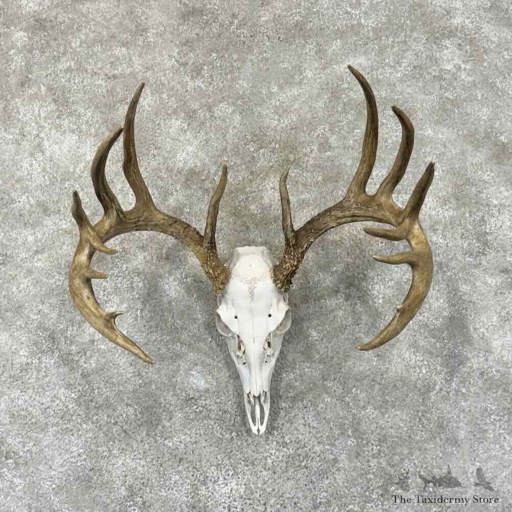 Whitetail Deer Skull European Mount For Sale #30907 @ The Taxidermy Store