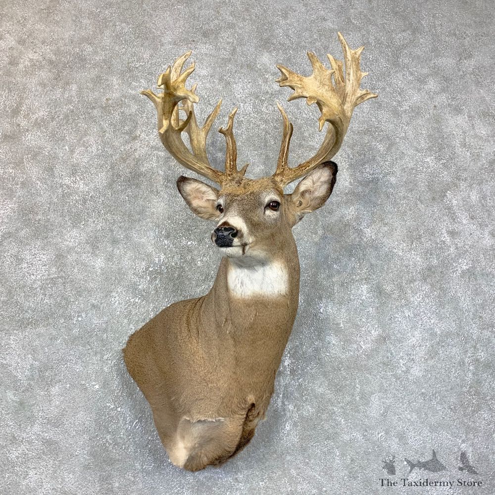 Whitetail Deer Wall Pedestal Shoulder Mount #23851 For Sale - The Taxidermy Store