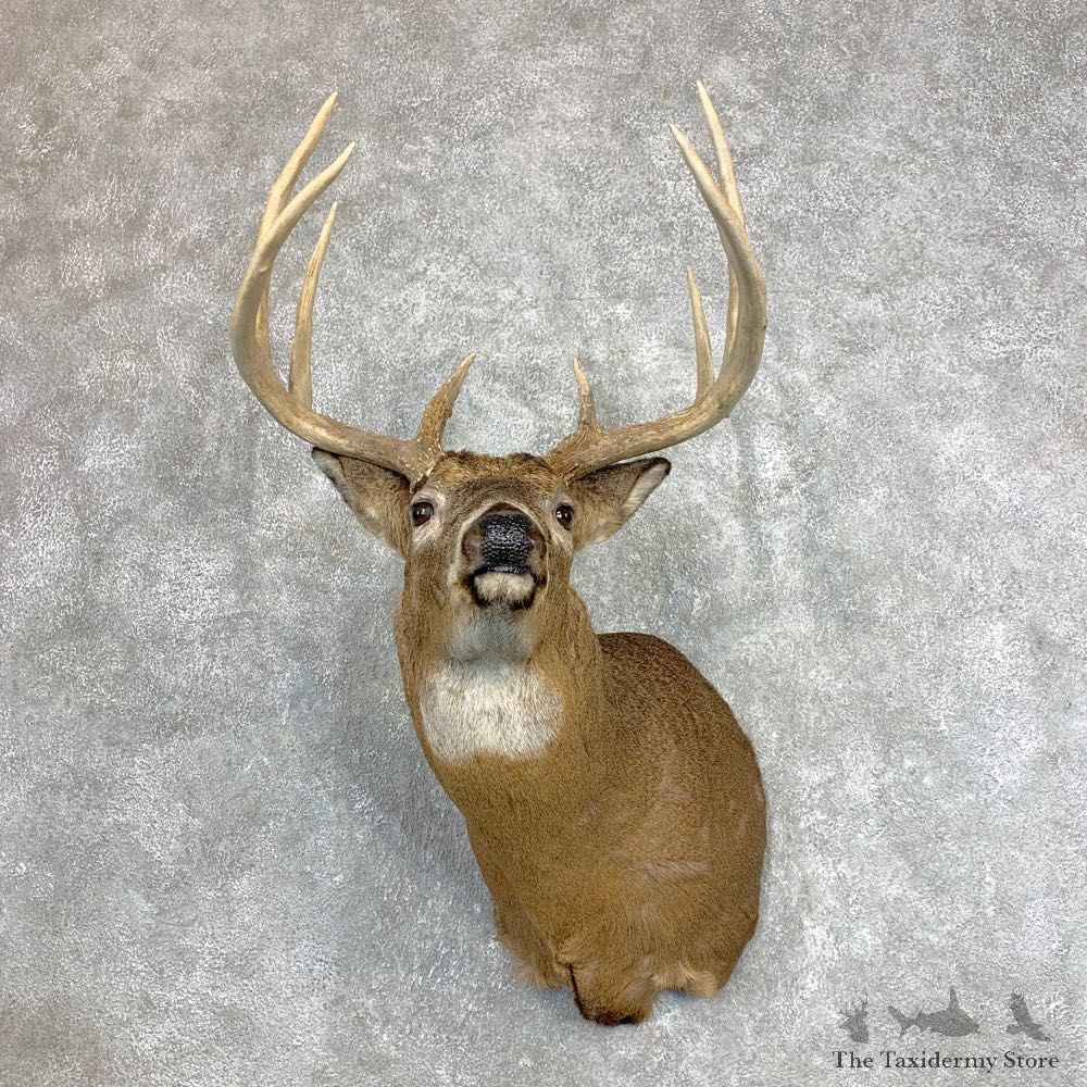 Whitetail Deer Shoulder Mount #22125 For Sale - The Taxidermy Store