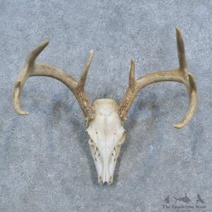 Whitetail Deer Skull Antler European Mount For Sale #15303 @ The Taxidermy Store