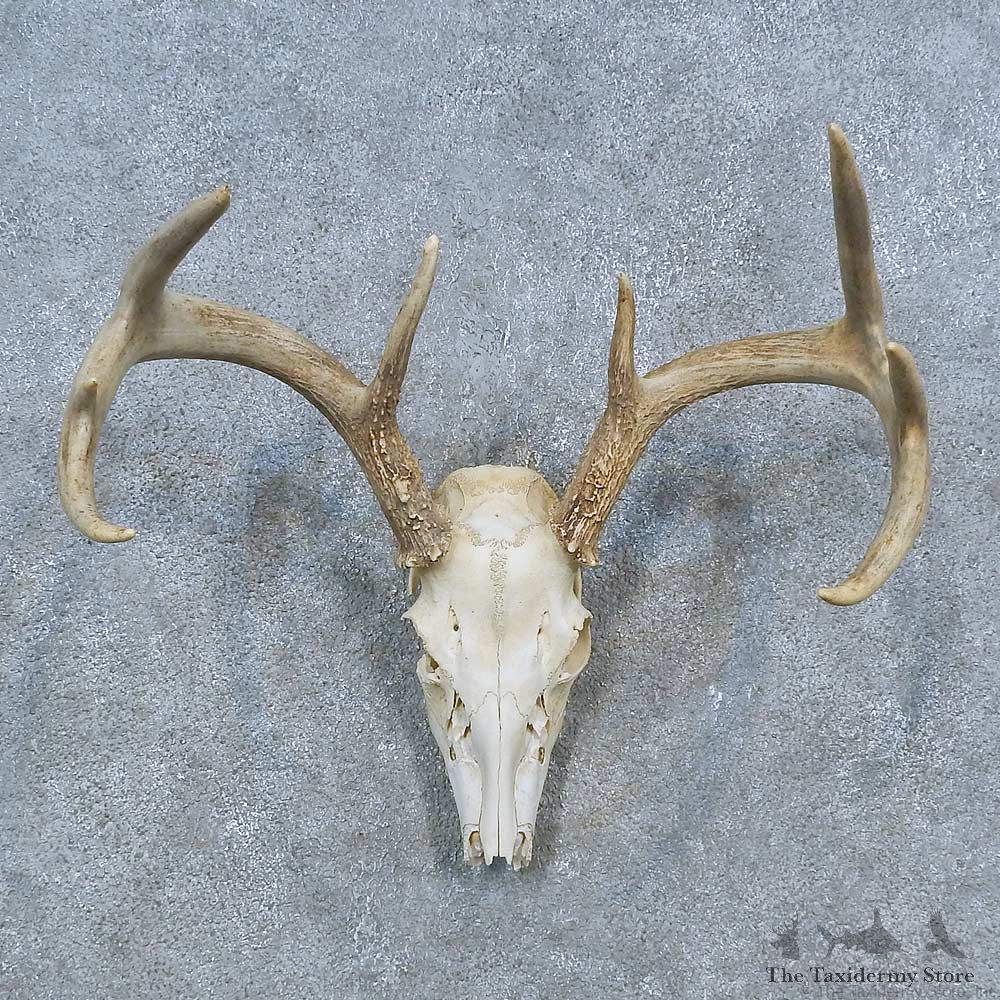 Whitetail Deer Skull Antler European Mount For Sale #15303 @ The Taxidermy Store