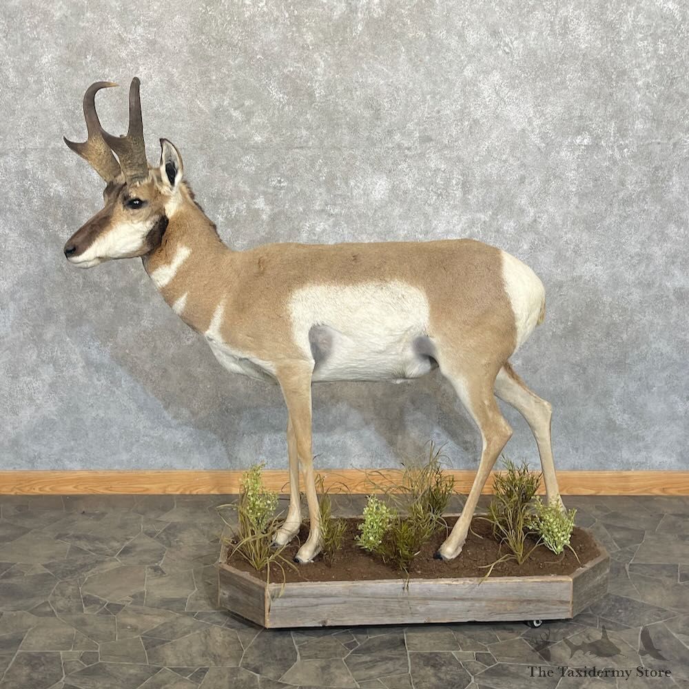 Pronghorn Antelope Life Size Mount For Sale #27671 @ The Taxidermy Store