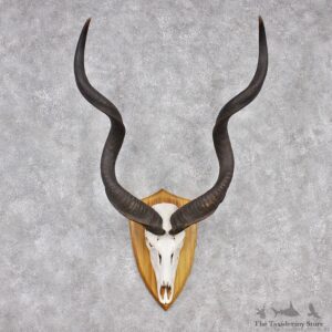 African Greater Kudu Taxidermy Horn Plaque #12551 For Sale @ The Taxidermy Store