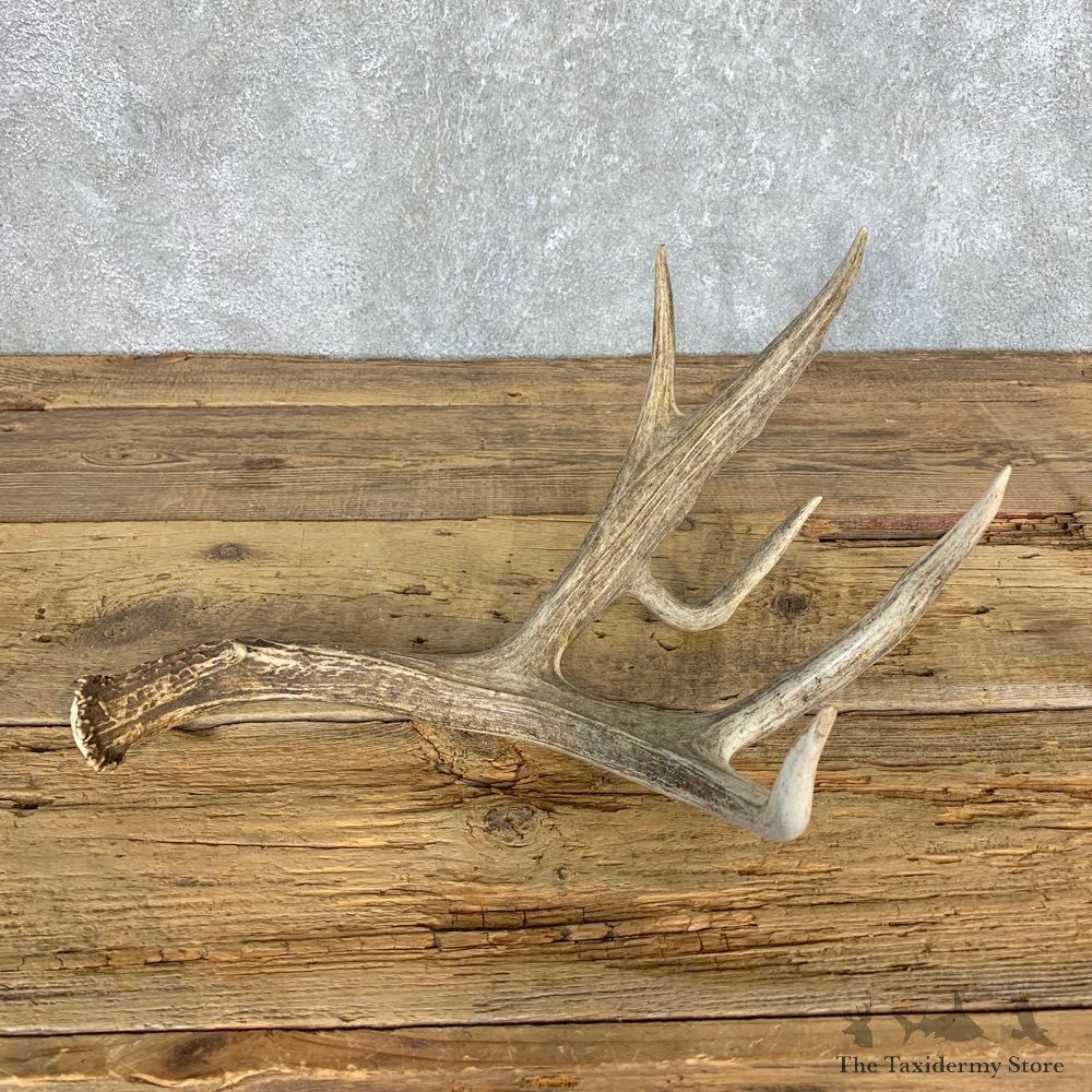 Mule Deer Antler Shed For Sale #21503 @ The Taxidermy Store
