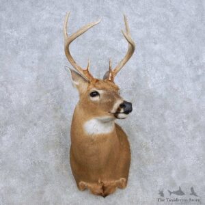 Whitetail Deer Shoulder Mount For Sale #14320 @ The Taxidermy Store