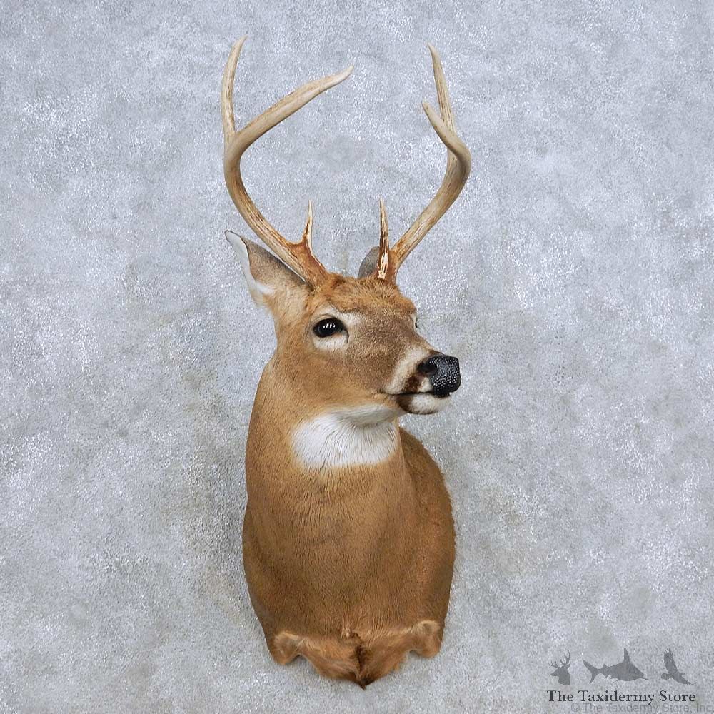 Whitetail Deer Shoulder Mount For Sale #14320 @ The Taxidermy Store