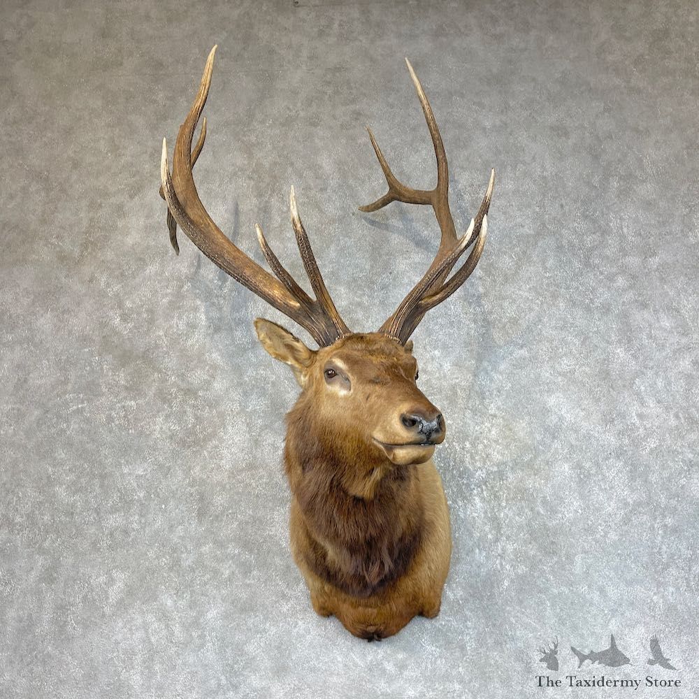 Rocky Mountain Elk Shoulder Mount For Sale #25710 @ The Taxidermy Store