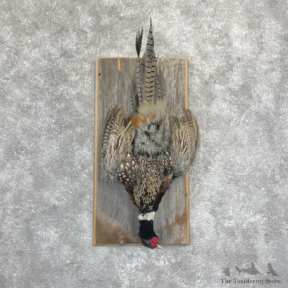 Ringneck Pheasant Bird Display For Sale #28257 @ The Taxidermy Store