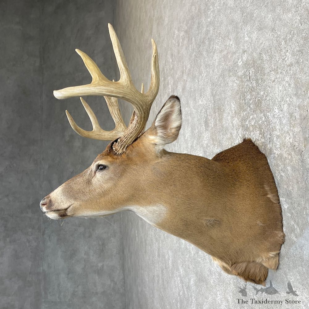 Whitetail Deer Shoulder Mount For Sale #26934 @ The Taxidermy Store