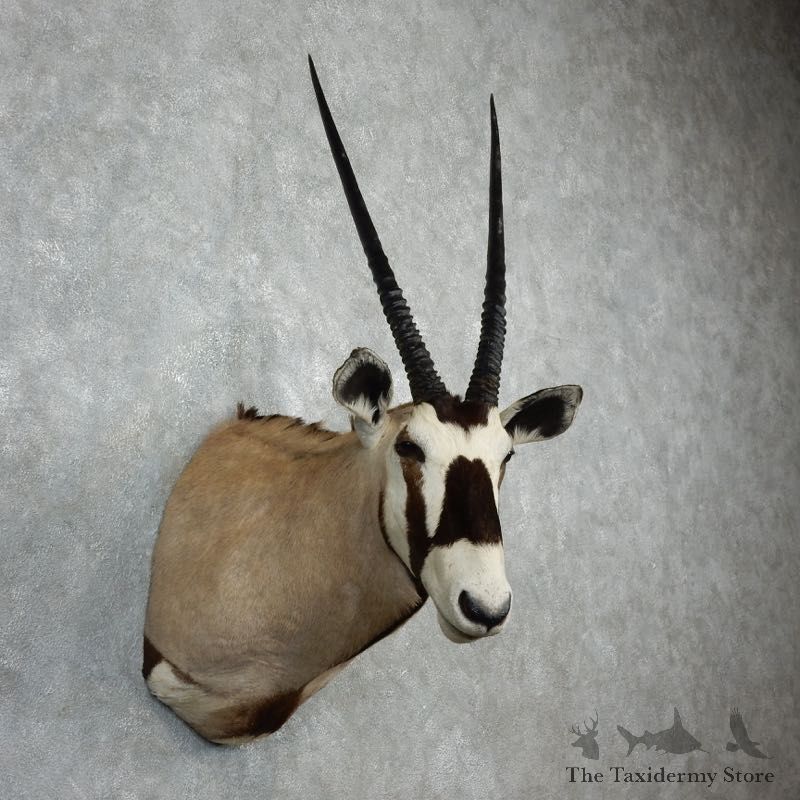 Gemsbok Oryx Shoulder Mount For Sale #18072 @ The Taxidermy Store