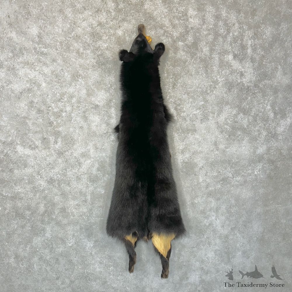 Tanned Black Bear Wall Hanging Pelt For Sale #29780 - The Taxidermy Store