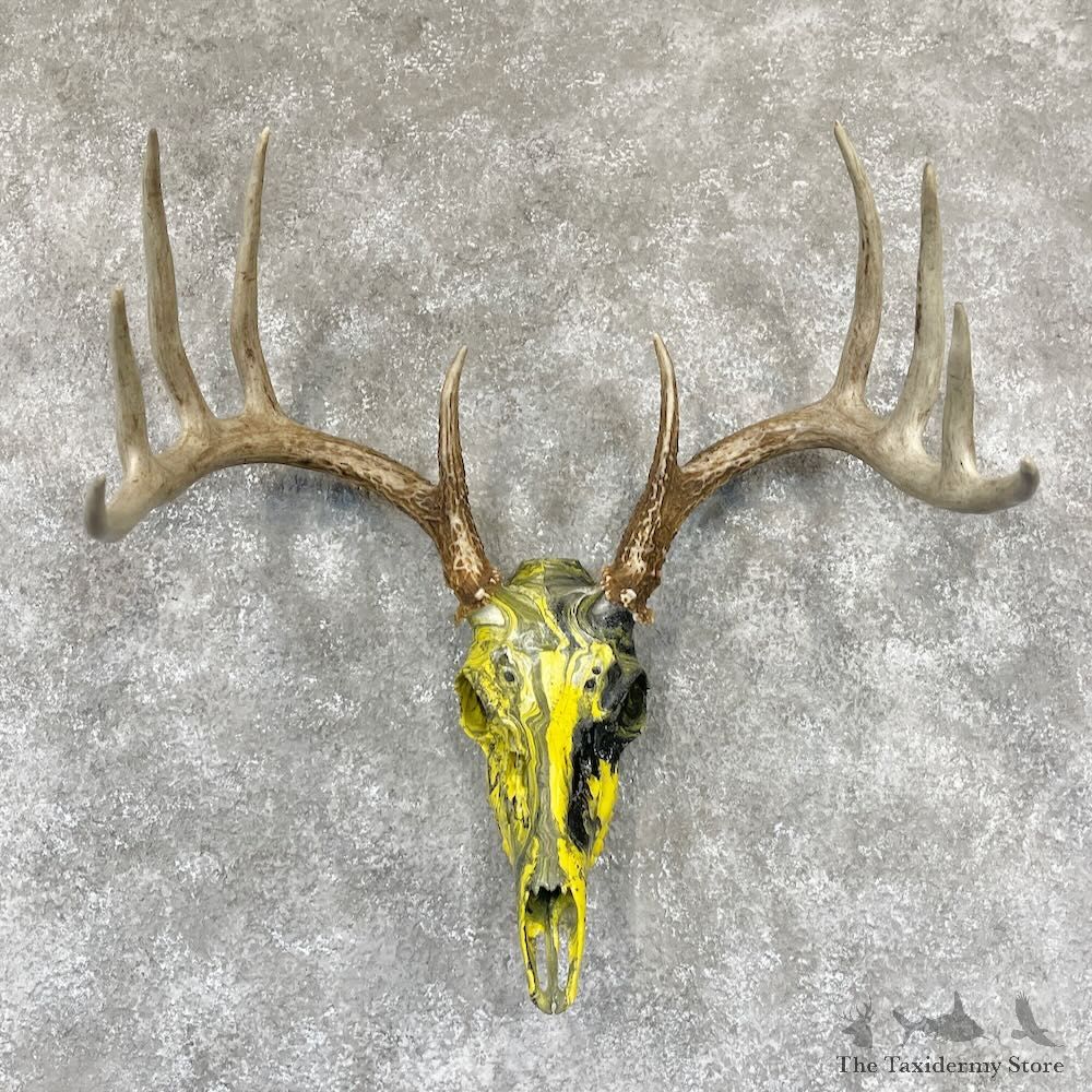 Whitetail Deer Dipped Skull Mount For Sale #28099 @ The Taxidermy Store