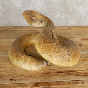 Western Diamondback Rattlesnake Mount For Sale #21003 @ The Taxidermy Store