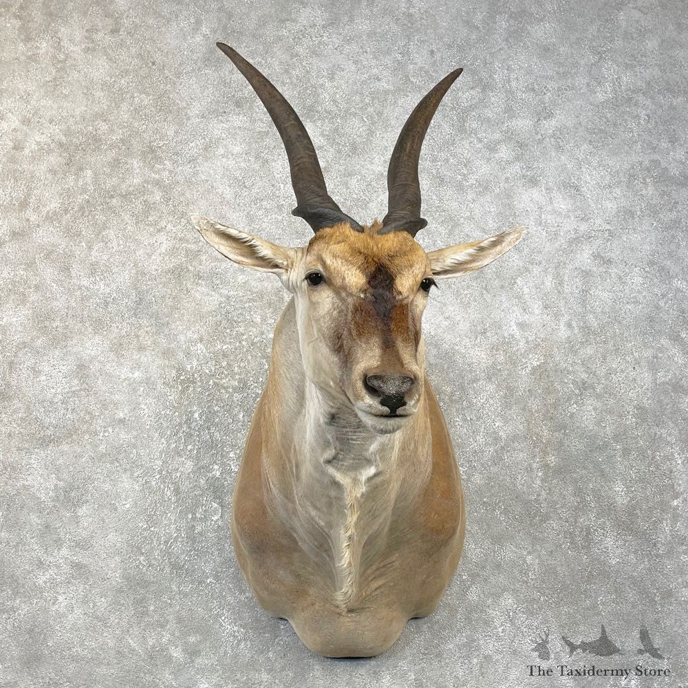 Common Cape Eland Shoulder Taxidermy Mount #25062 For Sale @ The Taxidermy Store