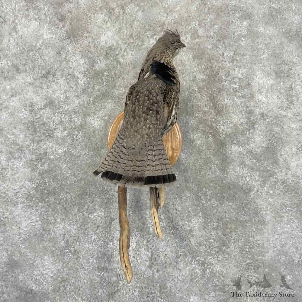 Ruffed Grouse Bird Mount For Sale #32180 @ The Taxidermy Store